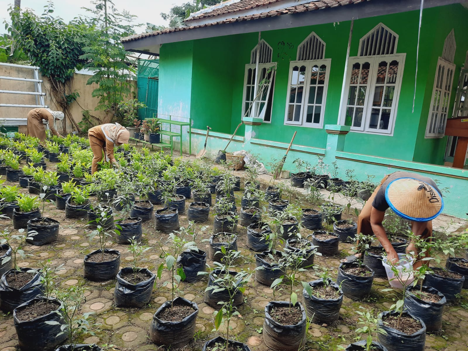 Kegiatan Pemanfaatan Pekarangan Pangan Lestari di Halaman Kantor Dinas Ketahanan Pangan