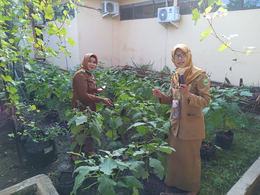 Kegiatan Panen Terong dan Paria di Halaman Belakang Dinas Ketahanan Pangan